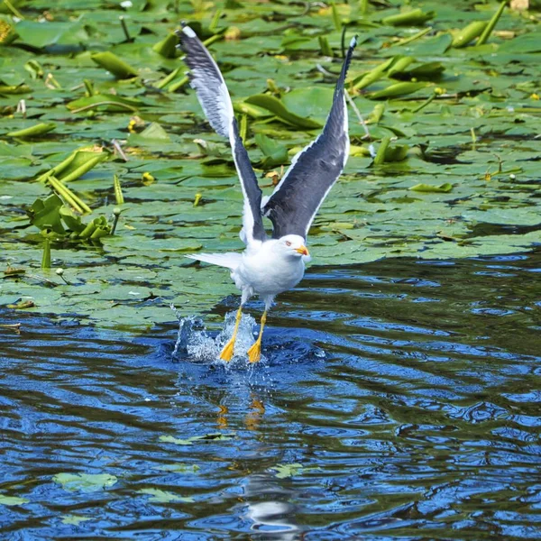 Gabbiano aringa europea su heligoland — Foto Stock