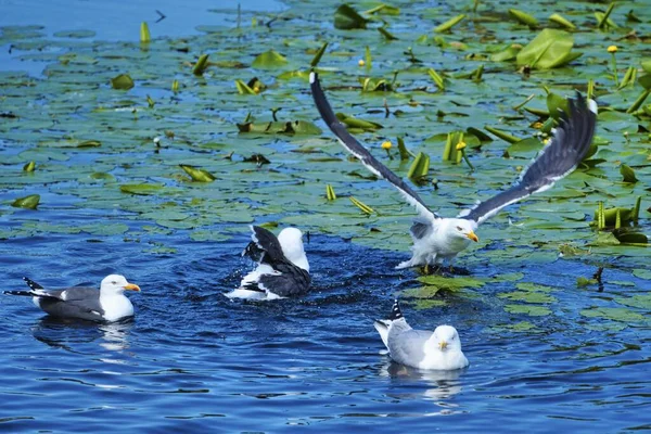 Goéland argenté européen sur héligoland — Photo