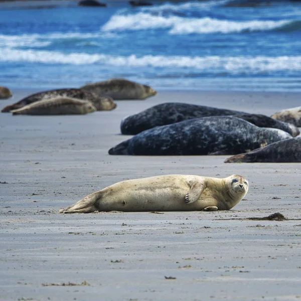 Heligoland üzerinde gri mühür — Stok fotoğraf