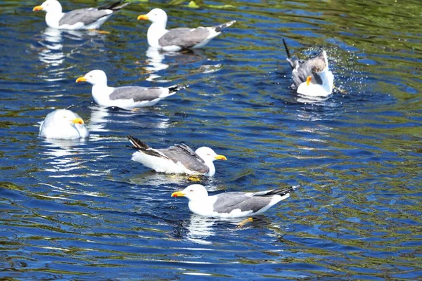 Heligoland avrupa ringa martı — Stok fotoğraf