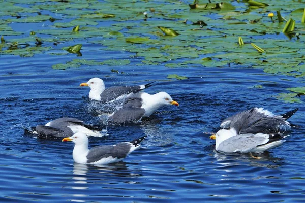 Europeisk strömmings mås på Helgoland — Stockfoto