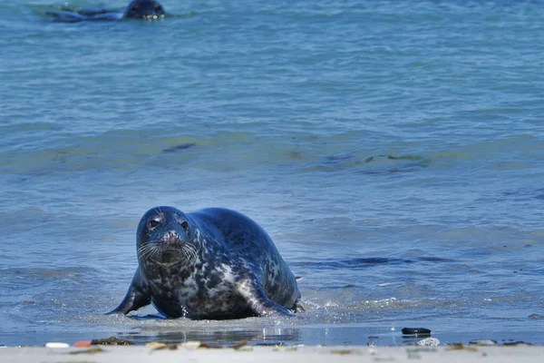 Grijze zegel op het strand van Helgoland-eiland Duin — Stockfoto