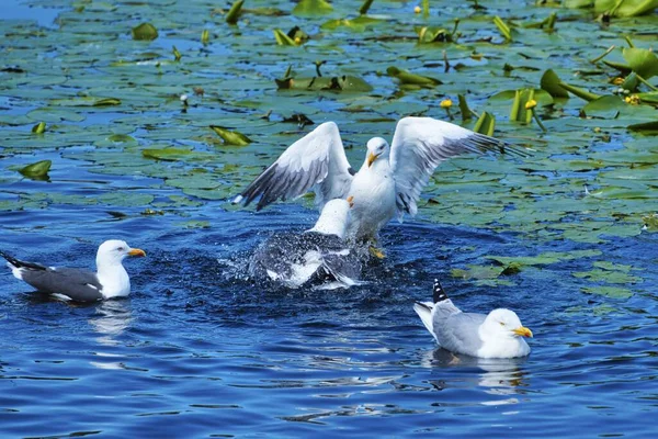 Europeisk strömmings mås på Helgoland — Stockfoto