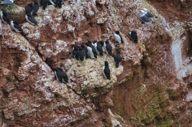 Heligoland üzerinde ortak murre