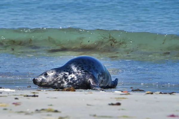 Foca gris en la playa de Heligoland - isla Dune — Foto de Stock