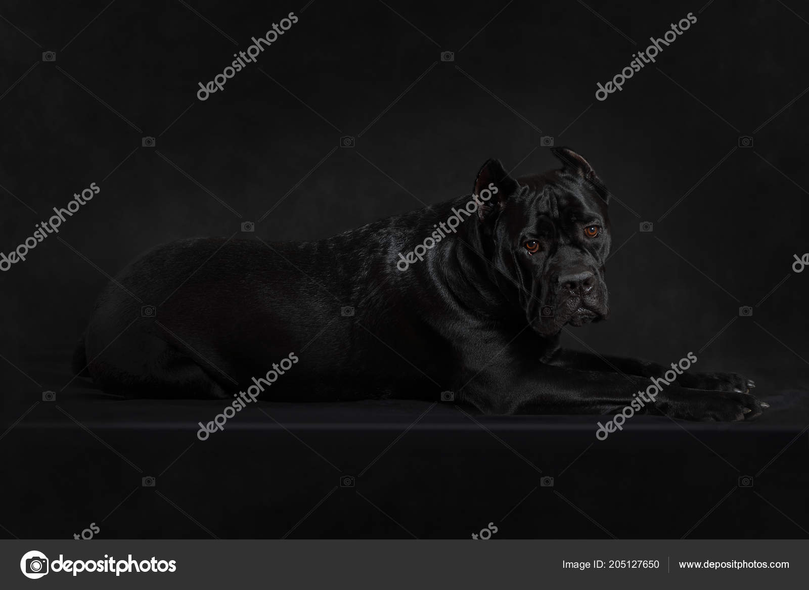 Cute Cane Corso Dog Lying Black Background Photo Taken Low