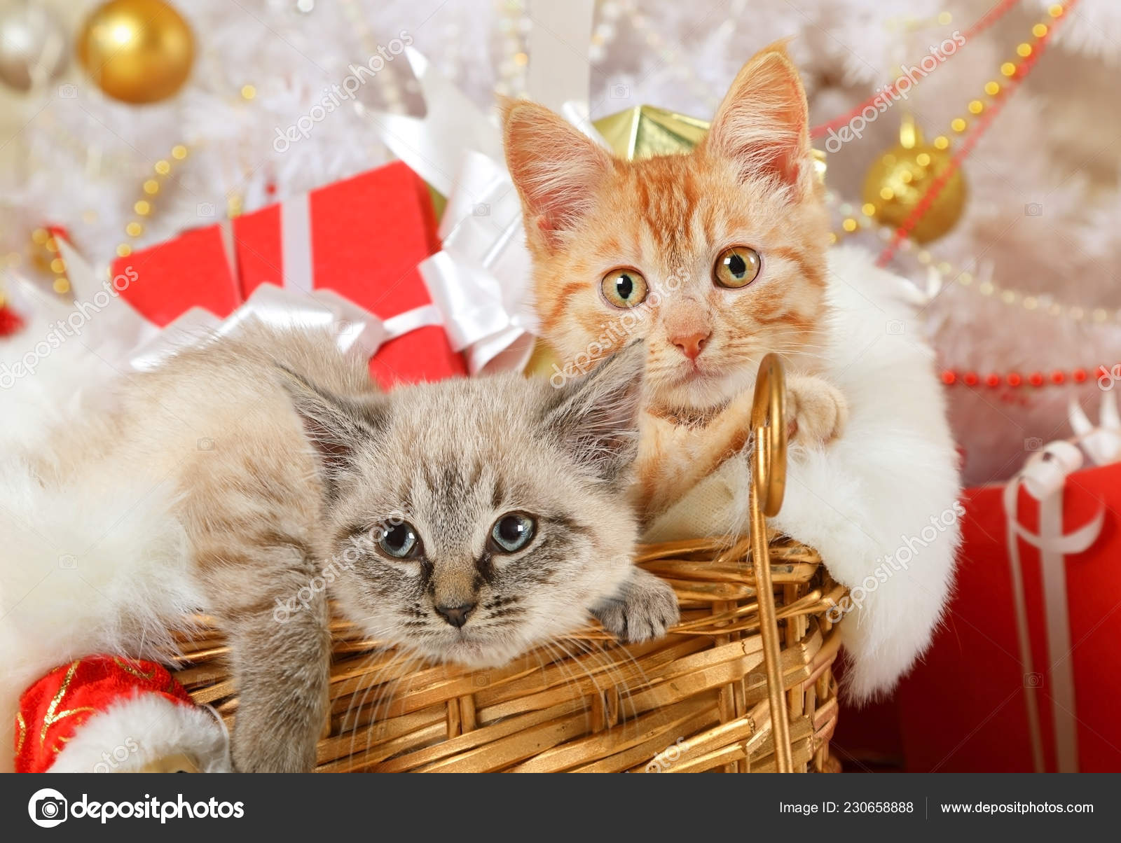kitten gift basket
