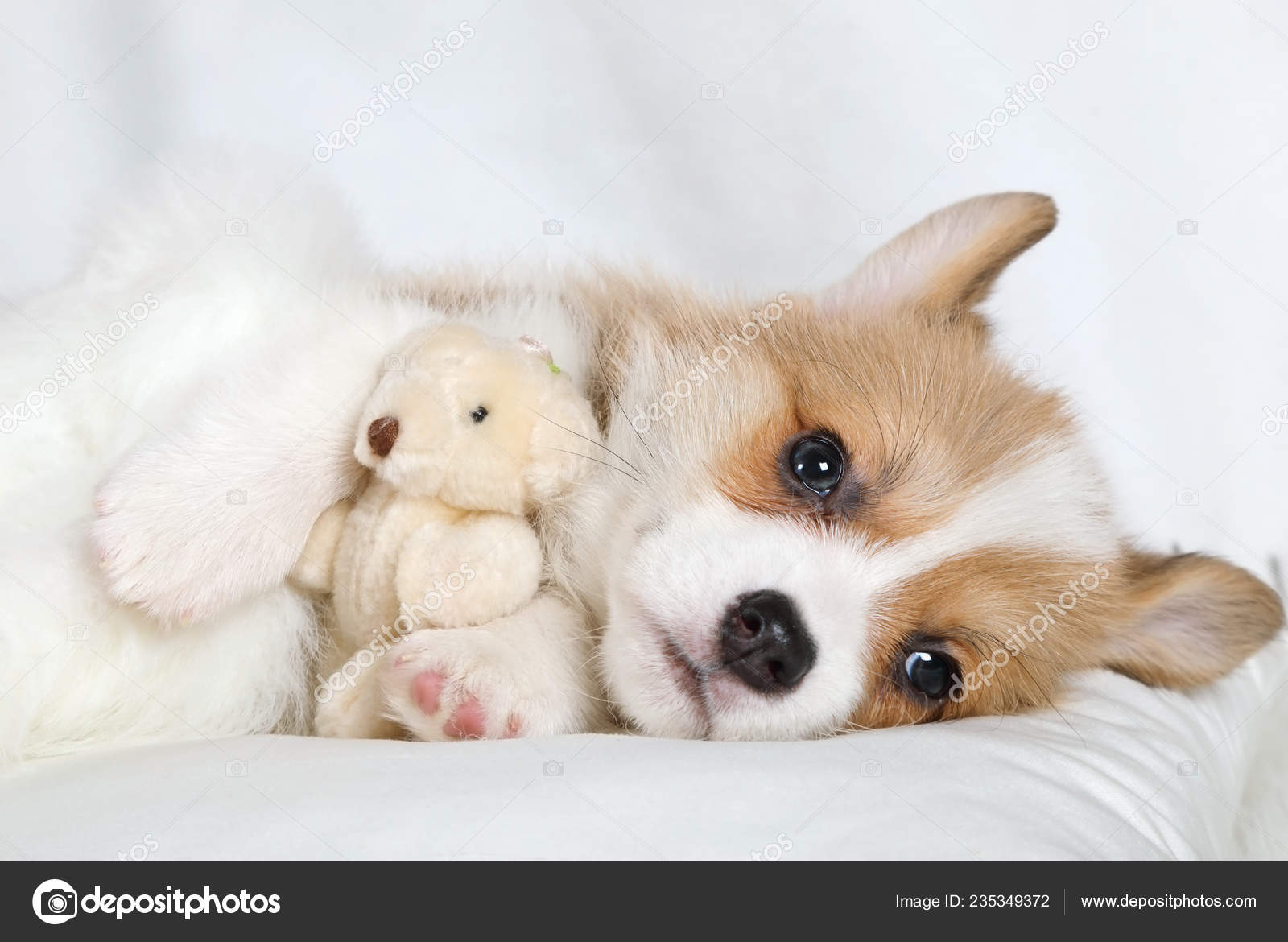 corgi in bed