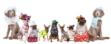 Group of dogs of different breeds dressed in clothes isolated on a white backgroun