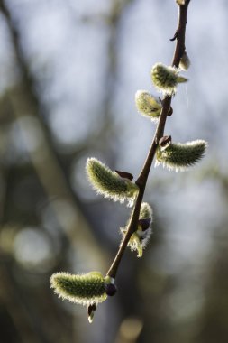 bahar söğüt tomurcukları