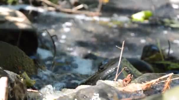 Primo Piano Una Passerella Nel Bosco — Video Stock