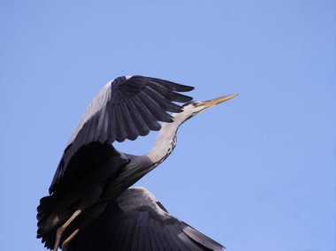gri balıkçıl (ardea cinerea) havada