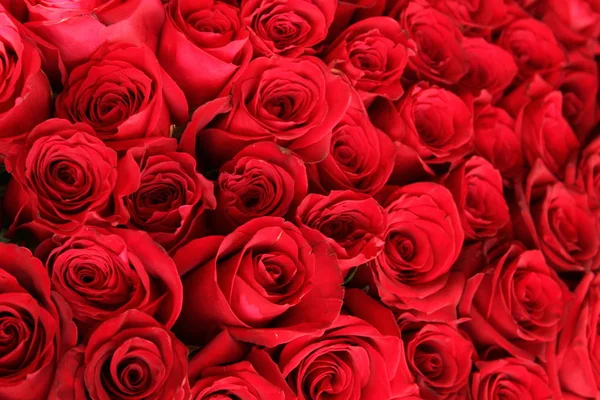 Nahaufnahme Eines Schönen Straußes Roter Rosen Isoliert Auf Weißem Hintergrund — Stockfoto