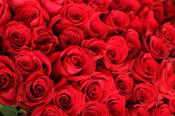 Крупный План Красивого Букета Красных Роз Изолированный Белом Фоне — стоковое фото