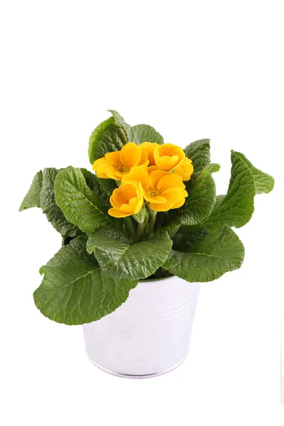 Planta em vaso de prímula amarela — Fotografia de Stock