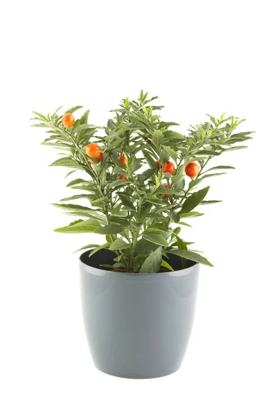 Solanum pseudocapsicum. izole — Stok fotoğraf