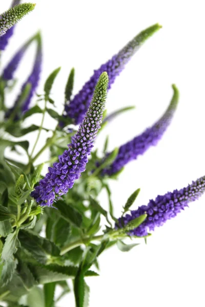 Purple flowers Veronica — Stock Photo, Image