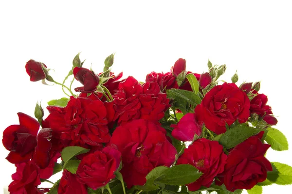 Mnoho divokých růží — Stock fotografie