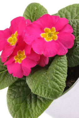 izole pembe çuha çiçeği