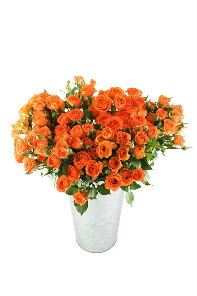 Muitas rosas laranja — Fotografia de Stock