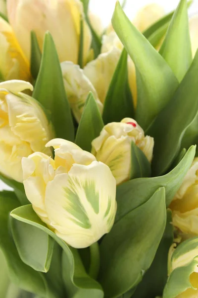 Um bando de tulipas brancas — Fotografia de Stock