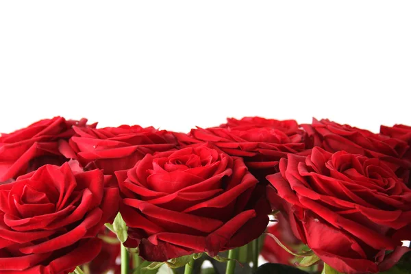 Bouquet of red roses Stock Image