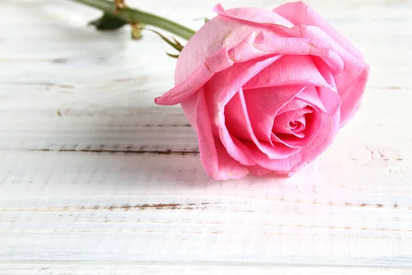Rose on a white wooden background — Stock Photo, Image
