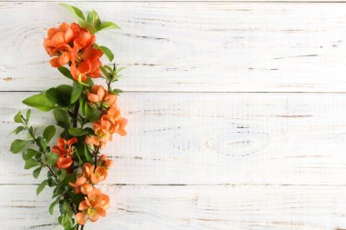 Beyaz arka planda çiçeklerle dal