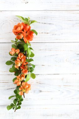 Beyaz arka planda çiçeklerle dal