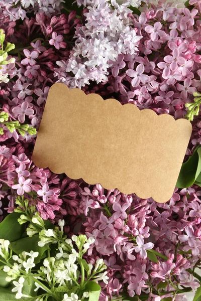 Background of lilac. White and purple — Stock Photo, Image