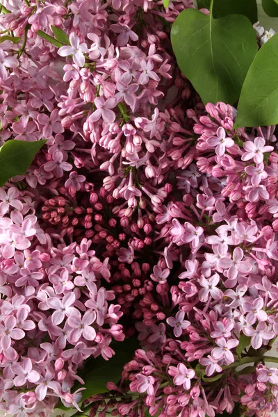 Achtergrond van lila. Wit en paars — Stockfoto