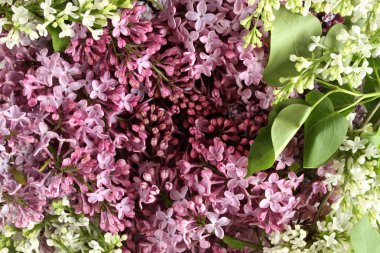 Leylak arka planı. Beyaz ve mor