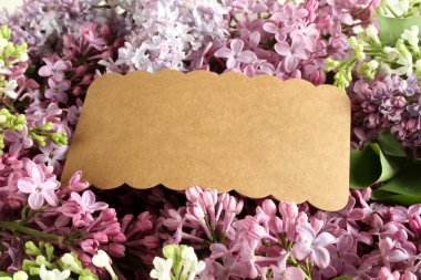 Leylak arka planı. Beyaz ve mor