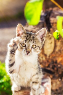 Küçük yavru bahçede bitkileri keşfetmek (sığ Dof)