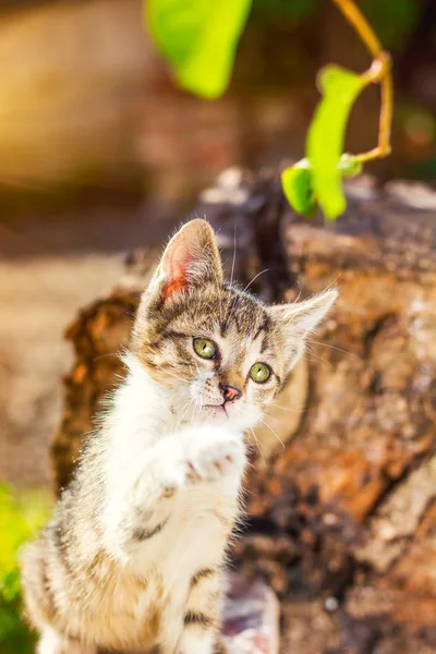 Piccolo Gattino Che Esplora Piante Nel Cortile Dof Superficiale — Foto Stock