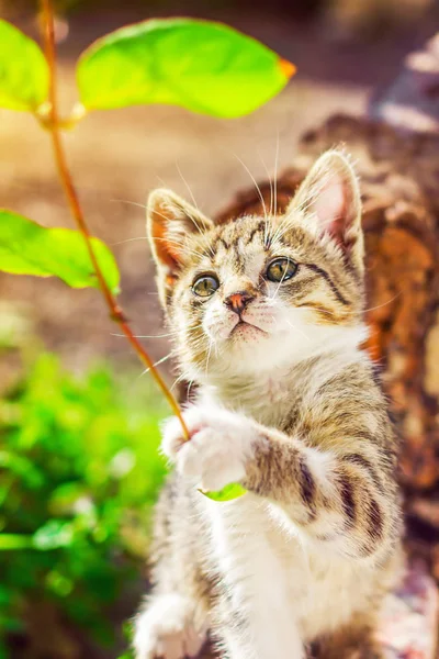 Küçük yavru bahçede bitkileri keşfetmek (sığ Dof)