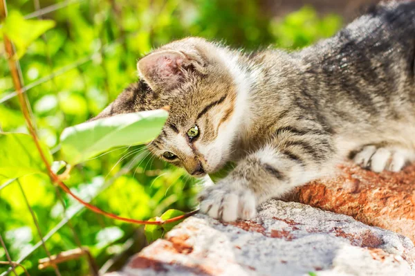 Küçük yavru bahçede bitkileri keşfetmek (sığ Dof)