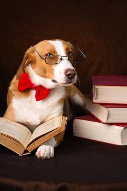 Cute mixed breed dog posing as an intellectual clipart