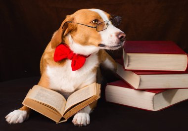 Bir entelektüel kılığında Sevimli karışık cins köpek