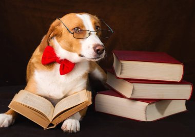 Bir entelektüel kılığında Sevimli karışık cins köpek