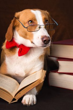 Bir entelektüel kılığında Sevimli karışık cins köpek