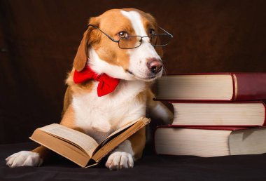 Bir entelektüel kılığında Sevimli karışık cins köpek