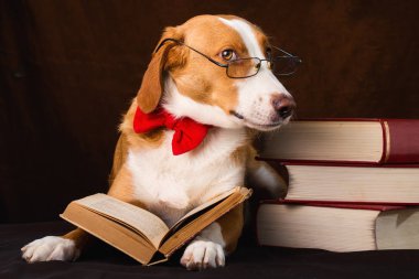 Cute mixed breed dog posing as an intellectual clipart