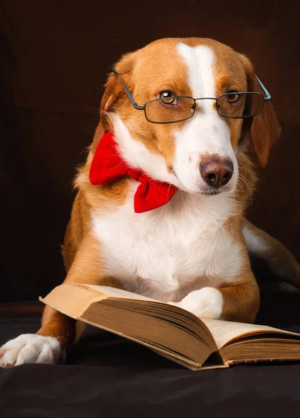 Bir entelektüel kılığında Sevimli karışık cins köpek