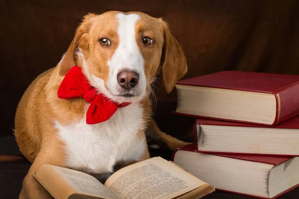 Sladký Plemenný Pes Vydávaný Jako Intelektuál — Stock fotografie