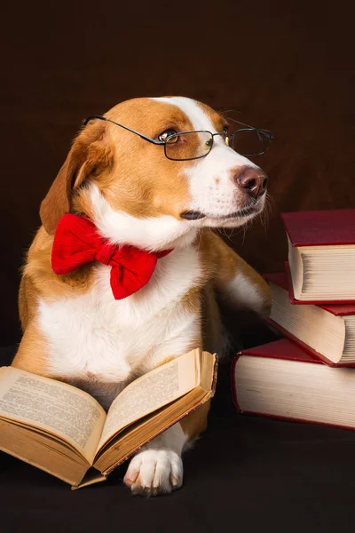 Cão Raça Mista Bonito Posando Como Intelectual — Fotografia de Stock