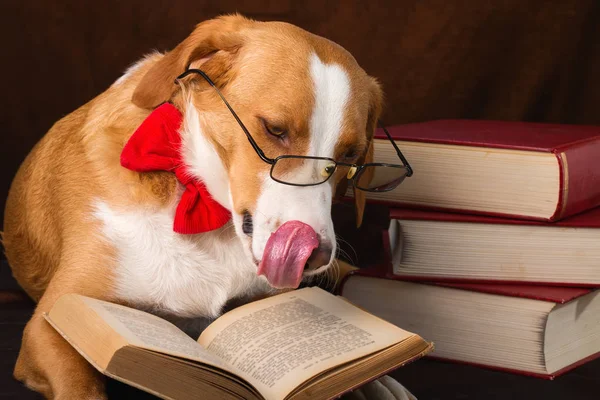 Bir entelektüel kılığında Sevimli karışık cins köpek