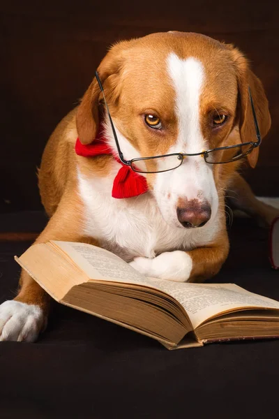 Anjing Ras Campuran Yang Lucu Menyamar Sebagai Seorang Intelektual — Stok Foto