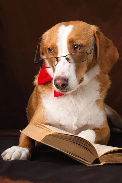 Anjing Ras Campuran Yang Lucu Menyamar Sebagai Seorang Intelektual — Stok Foto
