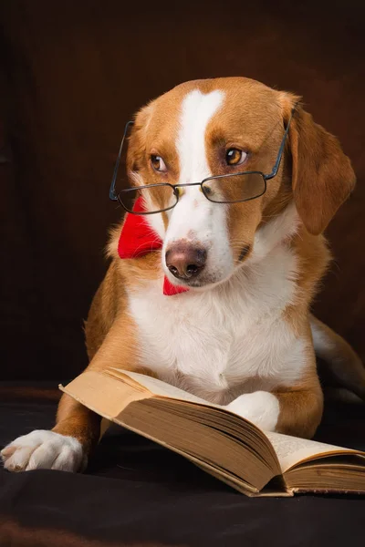 Cute Mixed Breed Dog Posing Intellectual — Stock Photo, Image